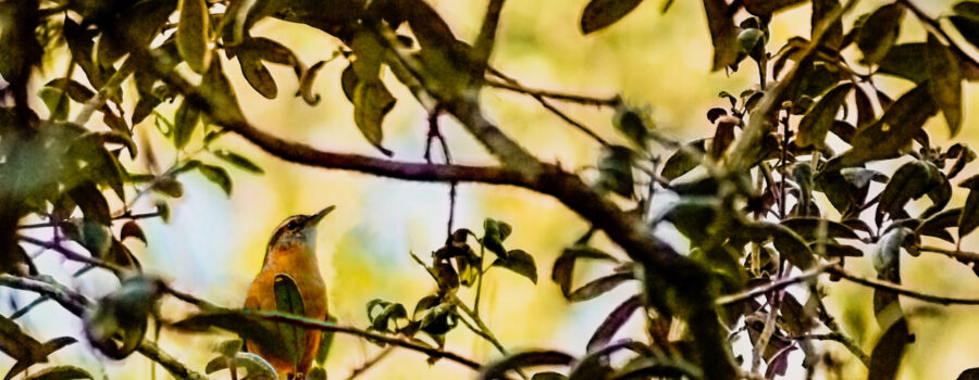 A Carolina wren perches in a tree and sings to protect his territory.