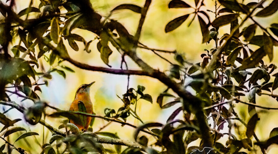 A Carolina wren perches in a tree and sings to protect his territory.