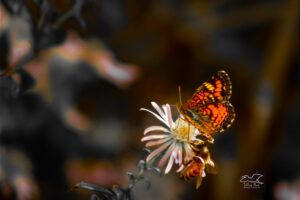 A pearl crescent butterfly and a western honey bee share an aster flower.