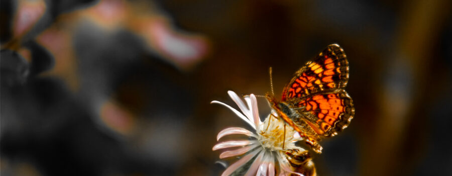 A pearl crescent butterfly and a western honey bee share an aster flower.