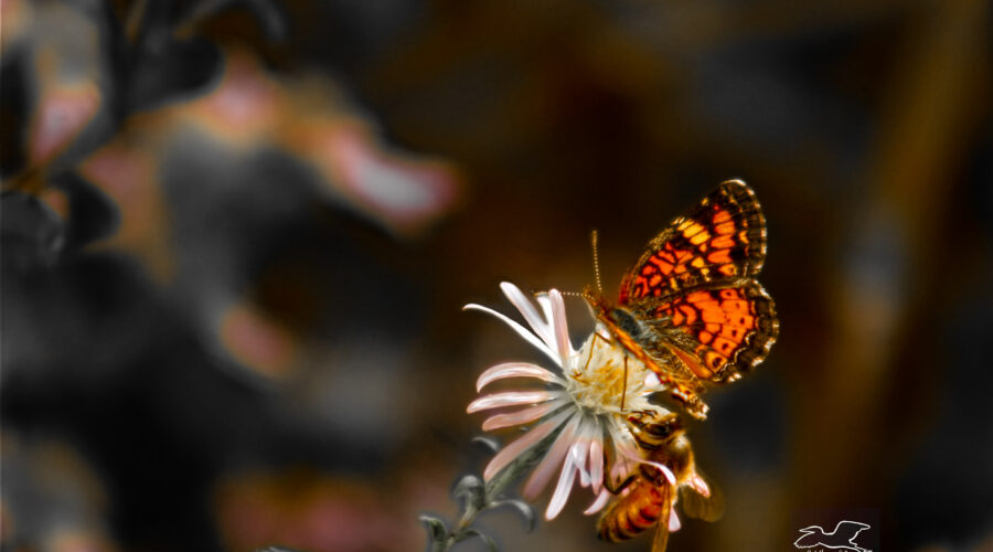 A pearl crescent butterfly and a western honey bee share an aster flower.