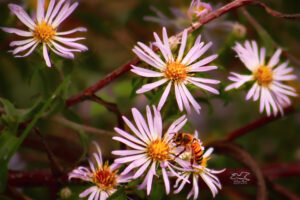 A honey bee feeds from the florets that make up the center of a climbing aster flower.