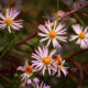 Honey Bees Really Love These Gorgeous Fall Asters