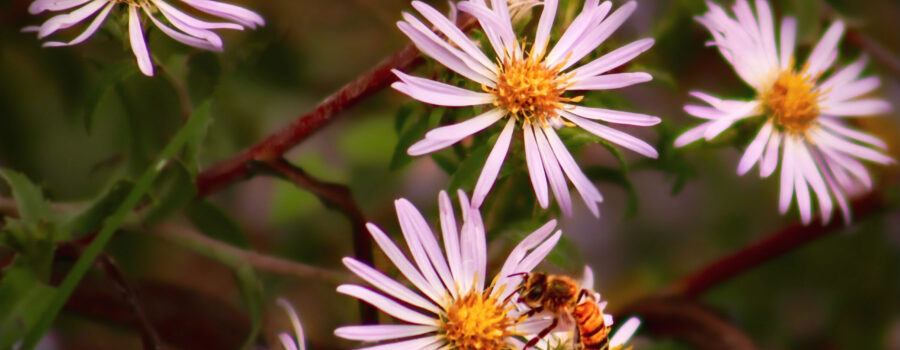 A honey bee feeds from the florets that make up the center of a climbing aster flower.