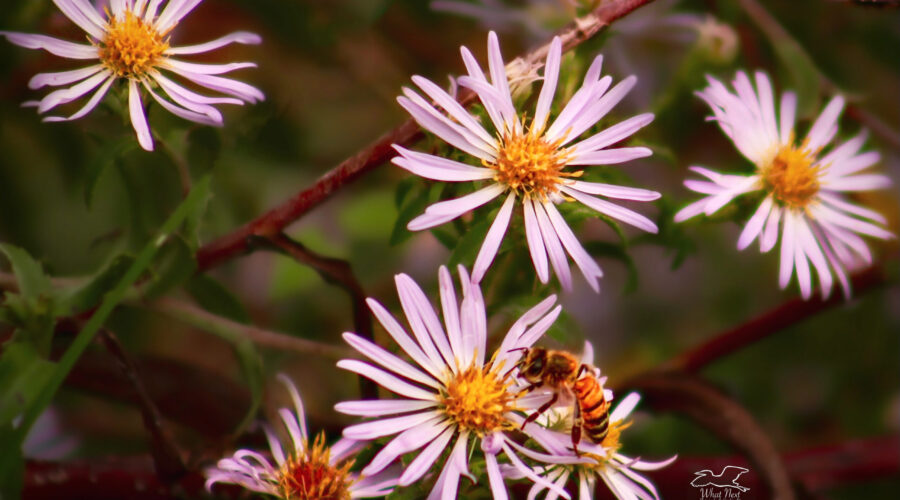 A honey bee feeds from the florets that make up the center of a climbing aster flower.