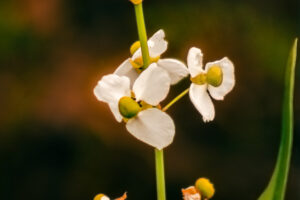 Bulltongue arrowhead is a southeastern US native with beautiful white flowers and sweeping green leaves.