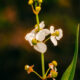 Bulltongue Arrowhead is a Strikingly Beautiful Wetland Flower