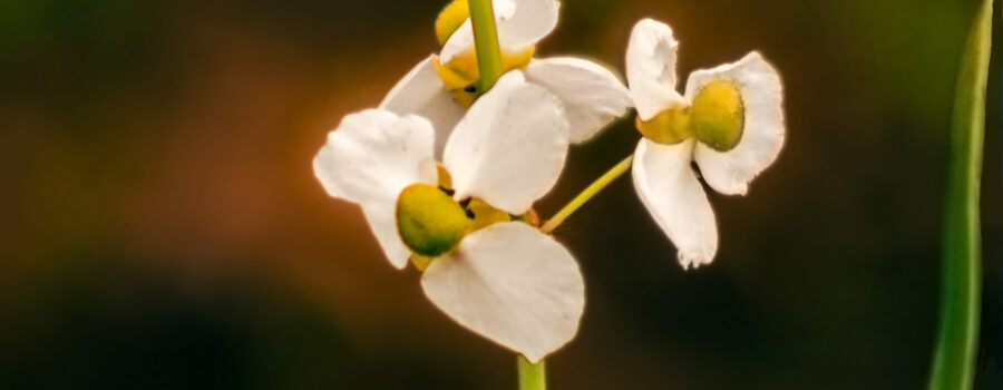 Bulltongue arrowhead is a southeastern US native with beautiful white flowers and sweeping green leaves.