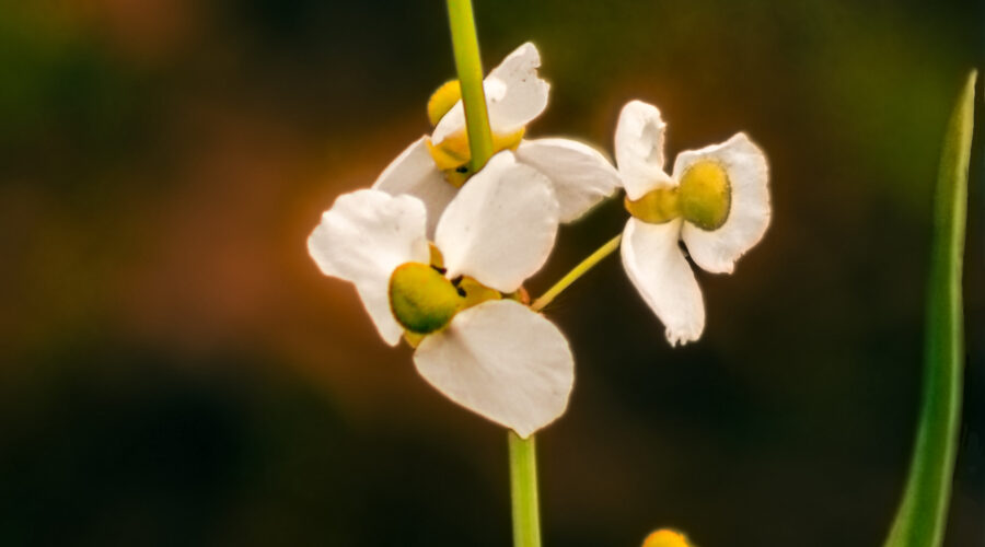 Bulltongue arrowhead is a southeastern US native with beautiful white flowers and sweeping green leaves.