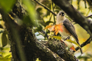 A tufted titmouse looks down from it’s perch in the middle of an oak tree.