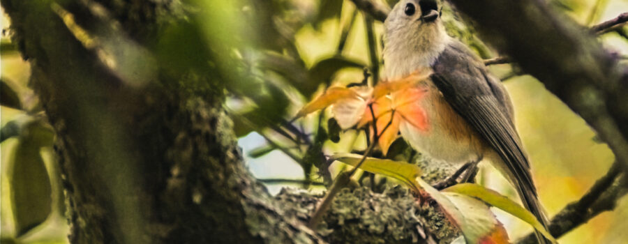 A tufted titmouse looks down from it’s perch in the middle of an oak tree.