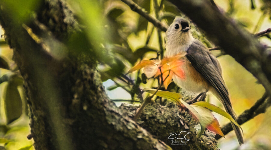 A tufted titmouse looks down from it’s perch in the middle of an oak tree.