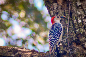 A red bellied woodpecker stashes tidbits of food in holes in an old oak tree to help provide herself food over the winter.