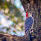 Interesting Woodpeckers are Well Known for Stashing Food