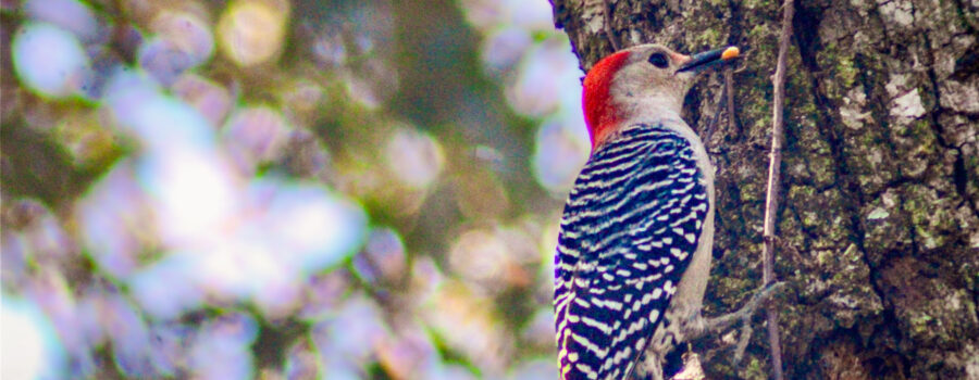 A red bellied woodpecker stashes tidbits of food in holes in an old oak tree to help provide herself food over the winter.