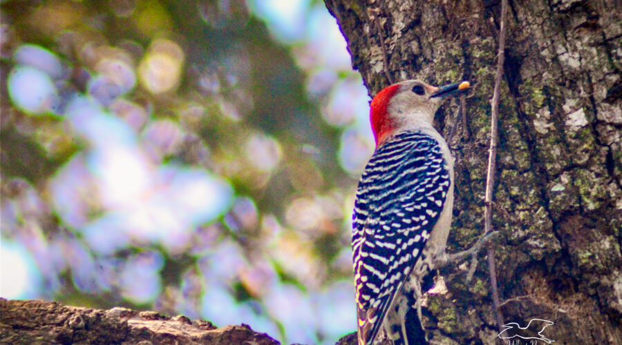 A red bellied woodpecker stashes tidbits of food in holes in an old oak tree to help provide herself food over the winter.