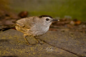 A grey catbird helps itself itself to mealworms at my feeding station.