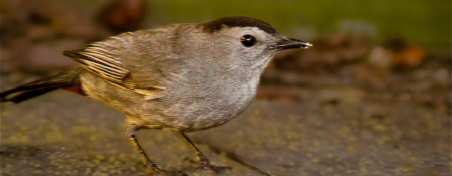 A grey catbird helps itself itself to mealworms at my feeding station.