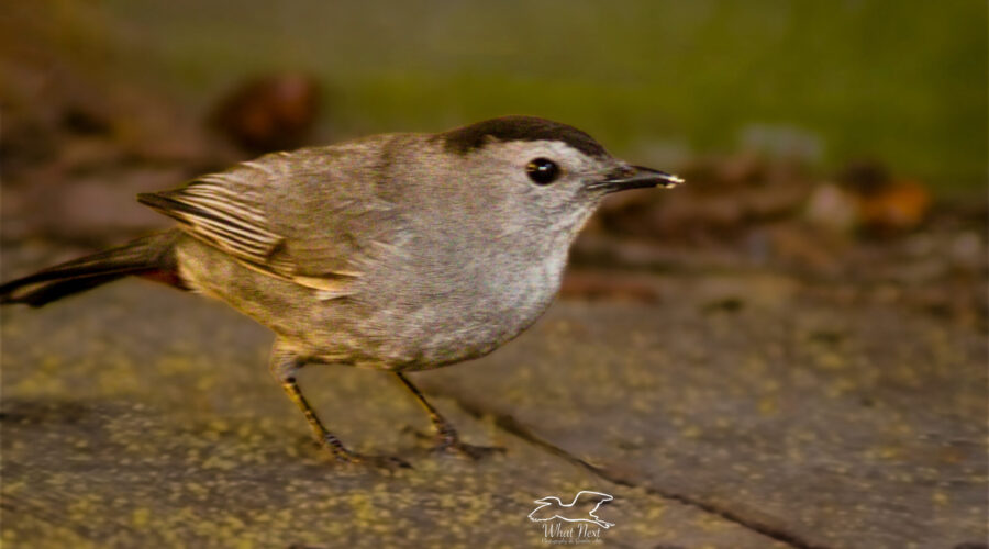 A grey catbird helps itself itself to mealworms at my feeding station.