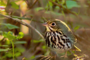 Ovenbirds are right at home in areas of thick brush and cover that helps to keep them hidden from predators.