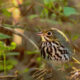 Oven Birds Absolutely Love the Underbrush