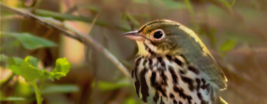 Ovenbirds are right at home in areas of thick brush and cover that helps to keep them hidden from predators.