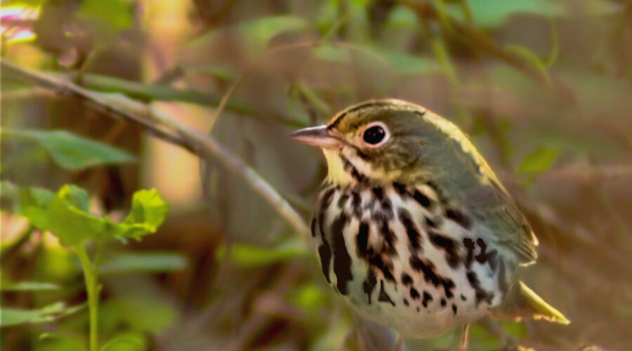 Ovenbirds are right at home in areas of thick brush and cover that helps to keep them hidden from predators.