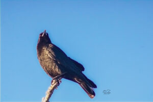 An American crow guards the rest of the flock from the top of a dead snag.