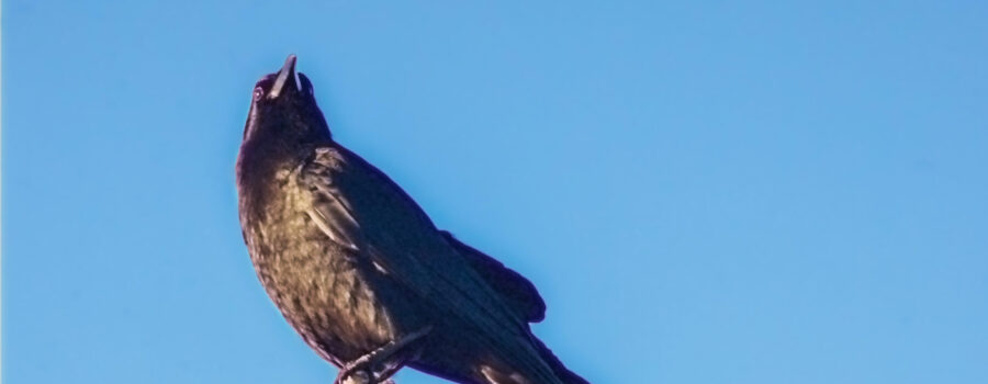 An American crow guards the rest of the flock from the top of a dead snag.