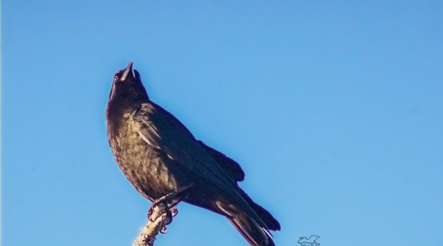 An American crow guards the rest of the flock from the top of a dead snag.