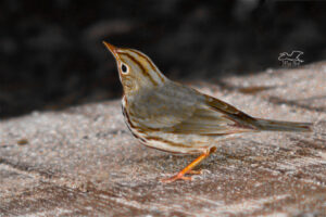 A little oven bird looks off into the distance in this artistically processed photograph.