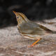 Wonderful Little Oven Birds are My Most Welcome Winter Visitors