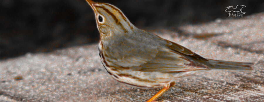 A little oven bird looks off into the distance in this artistically processed photograph.