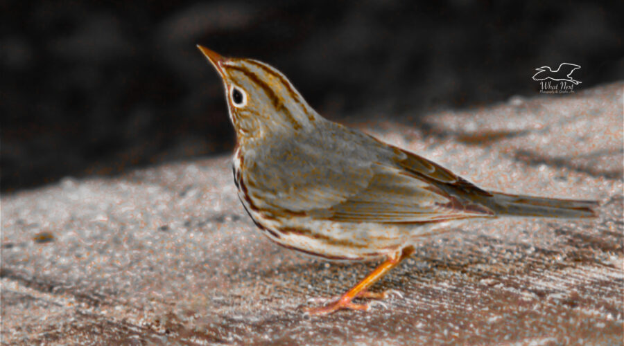 A little oven bird looks off into the distance in this artistically processed photograph.