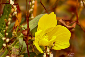 A late bloom of Mexican primrose is surrounded by other water loving vegetation.