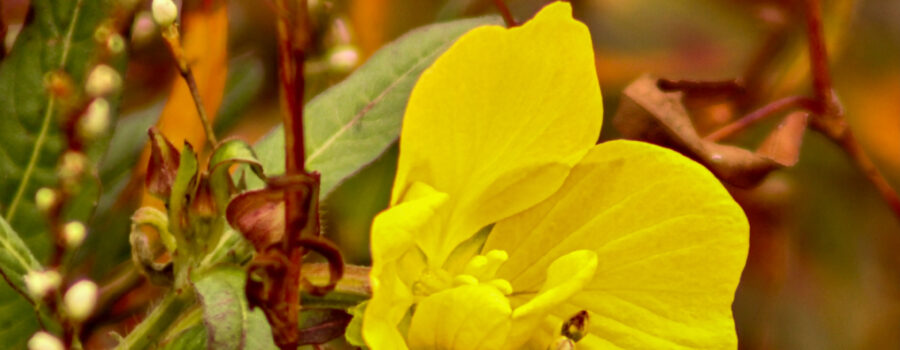 A late bloom of Mexican primrose is surrounded by other water loving vegetation.