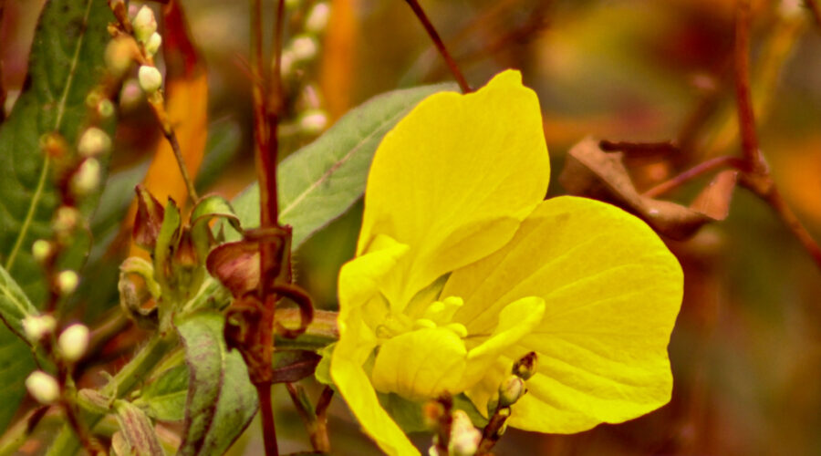 A late bloom of Mexican primrose is surrounded by other water loving vegetation.