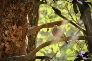 A ground dove perches in a tree as it enjoys the sun on a cool winter afternoon.