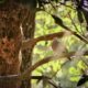 It’s Uncommon to Find Ground Doves Up in the Trees