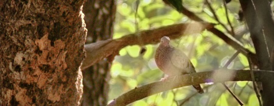 A ground dove perches in a tree as it enjoys the sun on a cool winter afternoon.