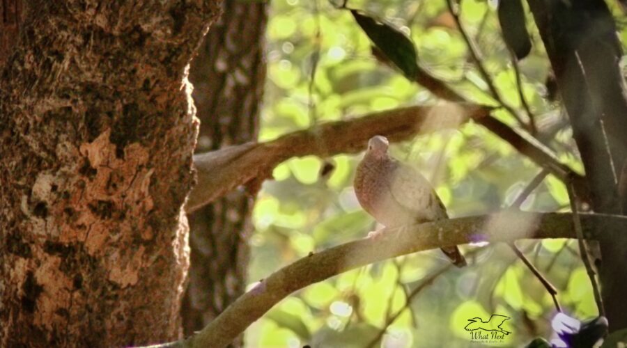 A ground dove perches in a tree as it enjoys the sun on a cool winter afternoon.