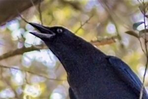 An American crow warns his companions of possible danger.