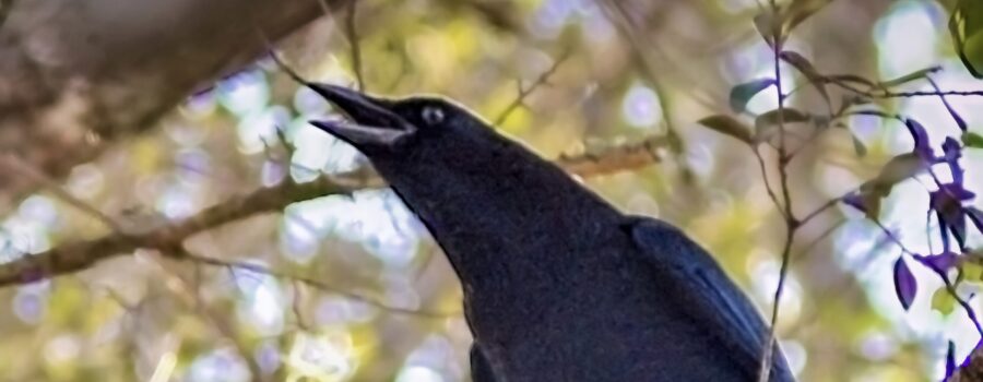 An American crow warns his companions of possible danger.