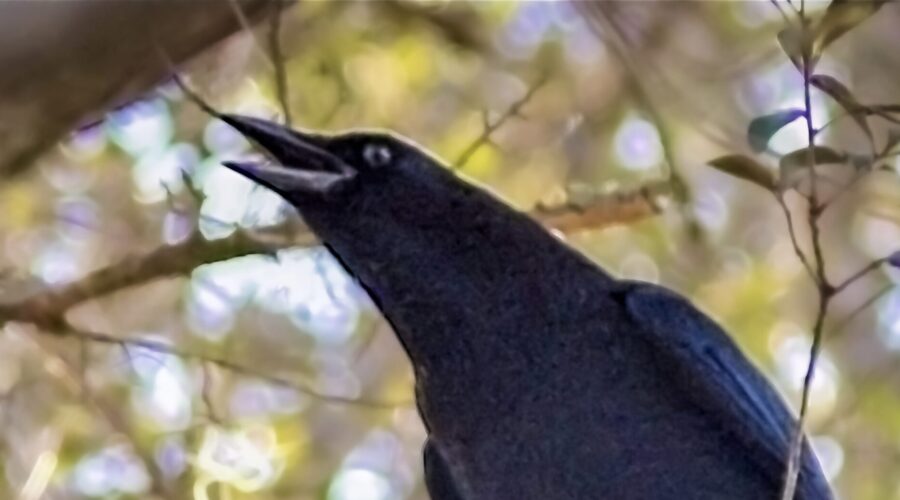 An American crow warns his companions of possible danger.