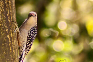 A female red bellied woodpecker looks directly into the camera while she surveys the area.