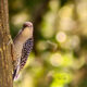 Beautiful Red Bellied Woodpeckers are Wonderfully Entertaining