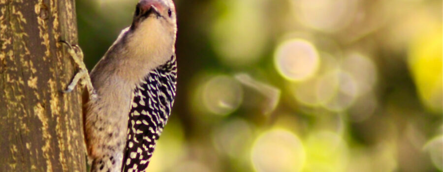 A female red bellied woodpecker looks directly into the camera while she surveys the area.