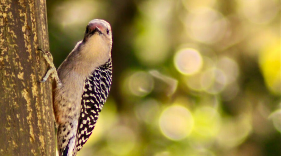 A female red bellied woodpecker looks directly into the camera while she surveys the area.