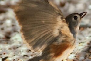 A little tufted titmouse grabs a piece of food off the ground and immediately starts to fly back up into the trees.