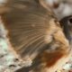 The Little Tufted Titmouse Loves to Fly Away with Food